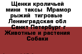 Щенки кроличьей ( мини) таксы) Мрамор, рыжий, тигровые. - Ленинградская обл., Санкт-Петербург г. Животные и растения » Собаки   